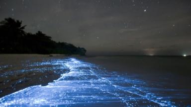 Dinoflagellates emit blue light when they’re disturbed 